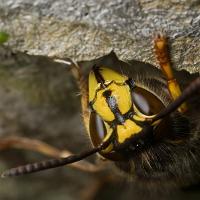 Median Wasp 5 